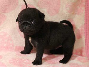 パグ子犬、男の子（牡、オス、Male）、ブラック（黒パグ）、2016年05月19日生れ、千葉県ブリーダー、ID10035。左側面2