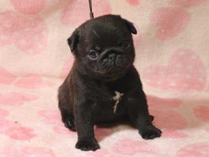 パグ子犬、男の子（牡、オス、Male）、ブラック（黒パグ）、2016年05月19日生れ、千葉県ブリーダー、ID10035。おすわり