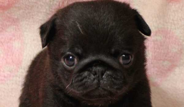 パグ子犬、男の子（牡、オス、Male）、ブラック（黒パグ）、2016年05月19日生れ、千葉県ブリーダー、ID10035。お顔