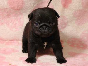 パグ子犬、男の子（牡、オス、Male）、ブラック（黒パグ）、2016年05月19日生れ、千葉県ブリーダー、ID10035。立ち姿