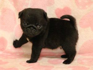 パグ子犬、男の子（牡、オス、Male）、ブラック（黒パグ）、2016年05月19日生れ、千葉県ブリーダー、ID10035。左側面