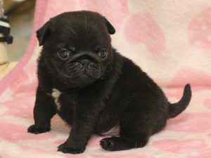 パグ子犬、男の子（牡、オス、Male）、ブラック（黒パグ）、2016年05月19日生れ、千葉県ブリーダー、ID10035。おすわり2
