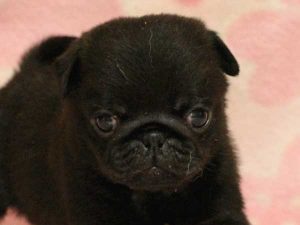 パグ子犬、男の子（牡、オス、Male）、ブラック（黒パグ）、2016年05月19日生れ、千葉県ブリーダー、ID10035。お顔3