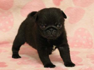 パグ子犬、男の子（牡、オス、Male）、ブラック（黒パグ）、2016年05月19日生れ、千葉県ブリーダー、ID10035。立ち姿3