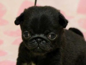 パグ子犬、男の子（牡、オス、Male）、ブラック（黒パグ）、2016年5月19日生れ、千葉県ブリーダー、ID10036。お顔2
