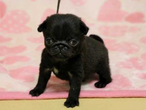 パグ子犬、男の子（牡、オス、Male）、ブラック（黒パグ）、2016年5月19日生れ、千葉県ブリーダー、ID10036。立ち姿