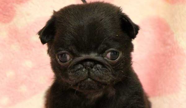 パグ子犬、男の子（牡、オス、Male）、ブラック（黒パグ）、2016年5月19日生れ、千葉県ブリーダー、ID10036。お顔