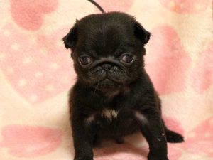 パグ子犬、男の子（牡、オス、Male）、ブラック（黒パグ）、2016年5月19日生れ、千葉県ブリーダー、ID10036。正面