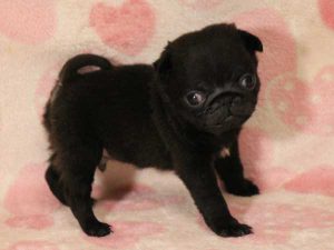 パグ子犬、男の子（牡、オス、Male）、ブラック（黒パグ）、2016年5月19日生れ、千葉県ブリーダー、ID10036。立ち姿3