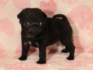 パグ子犬、男の子（牡、オス、Male）、ブラック（黒パグ）、2016年5月19日生れ、千葉県ブリーダー、ID10036。立ち姿2
