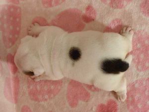 ブルドッグ子犬、男の子（牡、オス、Male）、ホワイト＆ブラック、2016年06月03日生れ、千葉県ブリーダー、ID10037。背中