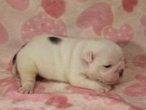 ブルドッグ子犬、男の子（牡、オス、Male）、ホワイト＆ブラック、2016年06月03日生れ、千葉県ブリーダー、ID10037。右側面