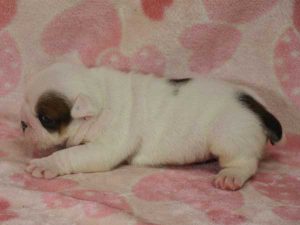 ブルドッグ子犬、男の子（牡、オス、Male）、ホワイト＆ブラック、2016年06月03日生れ、千葉県ブリーダー、ID10037。左側面