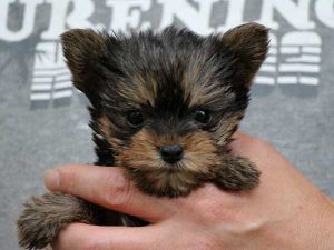 ヨークシャーテリア（ヨーキー）子犬、スチールブルー＆タン、女の子（牝、メス、Female）、2016年05月07日生れ、東京都ブリーダー、ID10040。お顔2