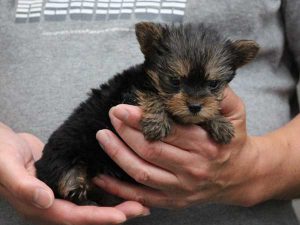 ヨークシャーテリア（ヨーキー）子犬、スチールブルー＆タン、女の子（牝、メス、Female）、2016年05月07日生れ、東京都ブリーダー、ID10040。右側