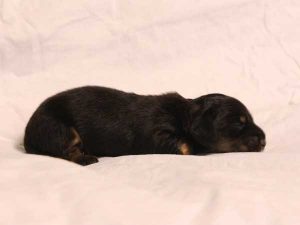 ミニチュアダックスフンド子犬、ロングヘアード、ブラック＆クリーム、女の子（牝、メス、Female）、2016年6月25日生れ、東京都ブリーダー、ID10059。右側面