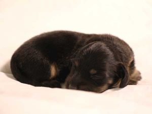 ミニチュアダックスフンド子犬、ロングヘアード、ブラック＆クリーム、女の子（牝、メス、Female）、2016年6月25日生れ、東京都ブリーダー、ID10059。おねんね