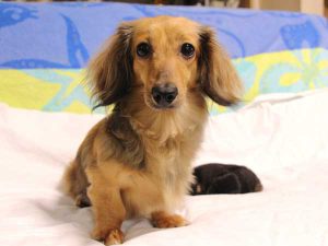 ミニチュアダックスフンド子犬、ロングヘアード、ブラック＆クリーム、女の子（牝、メス、Female）、2016年6月25日生れ、東京都ブリーダー、ID10059。母犬と子犬2