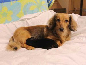 ミニチュアダックスフンド子犬、ロングヘアード、ブラック＆クリーム、女の子（牝、メス、Female）、2016年6月25日生れ、東京都ブリーダー、ID10059。母犬と子犬