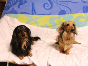 ミニチュアダックスフンド子犬、ロングヘアード、ブラック＆クリーム、女の子（牝、メス、Female）、2016年6月25日生れ、東京都ブリーダー、ID10059。父犬と母犬