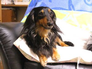 ミニチュアダックスフンド子犬、ロングヘアード、ブラック＆クリーム、女の子（牝、メス、Female）、2016年6月25日生れ、東京都ブリーダー、ID10059。父犬