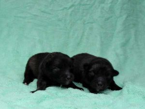 キースホンド子犬、ウルフグレー、男の子（牡、オス、Male）、2016年07月13日生れ、東京都ブリーダー、ID10080、ID10081。幼犬