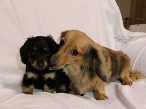 ミニチュアダックスフンド子犬、ロングヘアード、ブラック＆クリーム、女の子（牝、メス、Female）、2016年6月25日生れ、東京都ブリーダー、ID10059。子犬と母犬