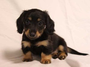 ミニチュアダックスフンド子犬、ロングヘアード、ブラック＆クリーム、女の子（牝、メス、Female）、2016年6月25日生れ、東京都ブリーダー、ID10059。おすわり