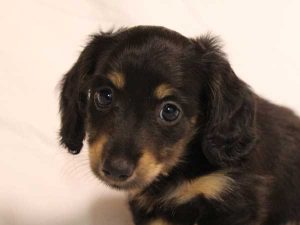 ミニチュアダックスフンド子犬、ロングヘアード、ブラック＆クリーム、女の子（牝、メス、Female）、2016年6月25日生れ、東京都ブリーダー、ID10059。お顔2