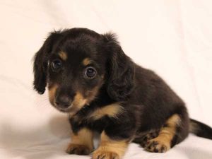 ミニチュアダックスフンド子犬、ロングヘアード、ブラック＆クリーム、女の子（牝、メス、Female）、2016年6月25日生れ、東京都ブリーダー、ID10059。おすわり2