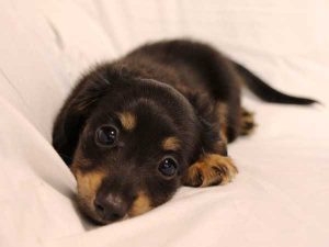 ミニチュアダックスフンド子犬、ロングヘアード、ブラック＆クリーム、女の子（牝、メス、Female）、2016年6月25日生れ、東京都ブリーダー、ID10059。ふせ2