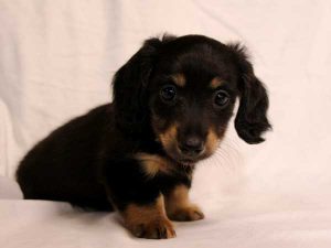 ミニチュアダックスフンド子犬、ロングヘアード、ブラック＆クリーム、女の子（牝、メス、Female）、2016年6月25日生れ、東京都ブリーダー、ID10059。右側から