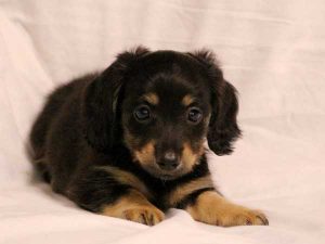 ミニチュアダックスフンド子犬、ロングヘアード、ブラック＆クリーム、女の子（牝、メス、Female）、2016年6月25日生れ、東京都ブリーダー、ID10059。ふせ