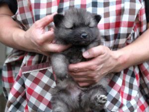 キースホンド子犬、ウルフグレー、男の子（牡、オス、Male）、2016年07月13日生れ、東京都ブリーダー、ID10080。だっこ