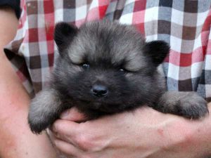 キースホンド子犬、ウルフグレー、男の子（牡、オス、Male）、2016年07月13日生れ、東京都ブリーダー、ID10080。お顔2