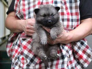 キースホンド子犬、ウルフグレー、男の子（牡、オス、Male）、2016年07月13日生れ、東京都ブリーダー、ID10081。だっこ2