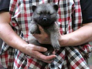キースホンド子犬、ウルフグレー、男の子（牡、オス、Male）、2016年07月13日生れ、東京都ブリーダー、ID10081。だっこ
