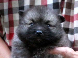 キースホンド子犬、ウルフグレー、女の子（牝、メス、Female）、2016年07月13日生れ、東京都ブリーダー、ID10082。お顔2