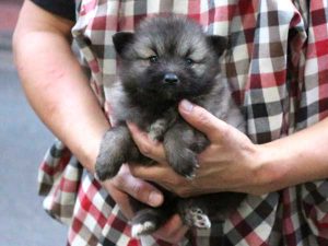 キースホンド子犬、ウルフグレー、女の子（牝、メス、Female）、2016年07月13日生れ、東京都ブリーダー、ID10083。だっこ