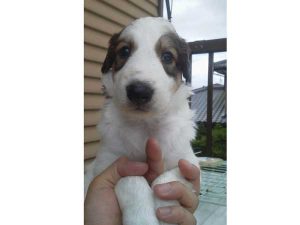 ボルゾイ子犬、ホワイト＆ブラウン、女の子（牝、メス、Female）、2016年08月07日生れ、茨城県ブリーダー、ID10262。お顔3