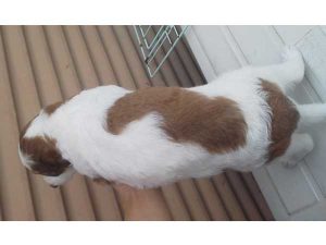 ボルゾイ子犬、ホワイト＆ブラウン、女の子（牝、メス、Female）、2016年08月07日生れ、茨城県ブリーダー、ID10262。背中