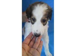 ボルゾイ子犬、ホワイト＆ブラウン、女の子（牝、メス、Female）、2016年08月07日生れ、茨城県ブリーダー、ID10262。お顔