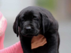 ラブラドールレトリーバー子犬、ブラック、男の子（牡、オス、Male）、2016年07月22日生れ、神奈川県ブリーダー、ID10279。お顔3