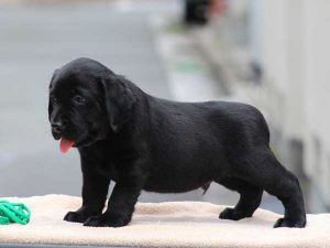 ラブラドールレトリーバー子犬、ブラック、男の子（牡、オス、Male）、2016年07月22日生れ、神奈川県ブリーダー、ID10280。左側面2