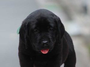 ラブラドールレトリーバー子犬、ブラック、男の子（牡、オス、Male）、2016年07月22日生れ、神奈川県ブリーダー、ID10280。お顔2