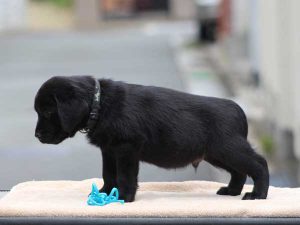 ラブラドールレトリーバー子犬、ブラック、男の子（牡、オス、Male）、2016年07月22日生れ、神奈川県ブリーダー、ID10281。左側面2