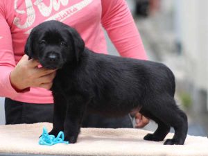 ラブラドールレトリーバー子犬、ブラック、男の子（牡、オス、Male）、2016年07月22日生れ、神奈川県ブリーダー、ID10281。左側面