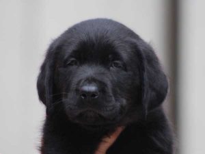 ラブラドールレトリーバー子犬、ブラック、男の子（牡、オス、Male）、2016年07月22日生れ、神奈川県ブリーダー、ID10281。お顔2