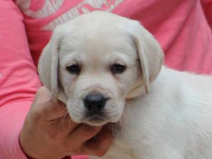 ラブラドールレトリーバー子犬、男の子（牡、オス、Male）、イエロー、2016年07月22日生れ、神奈川県ブリーダー、ID10282。お顔2