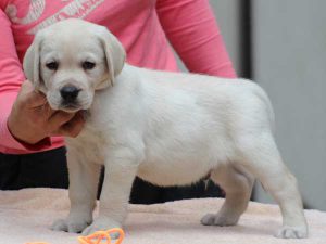ラブラドールレトリーバー子犬、男の子（牡、オス、Male）、イエロー、2016年07月22日生れ、神奈川県ブリーダー、ID10282。左側面
